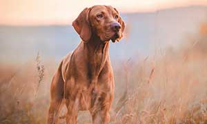 L’hépatite contagieuse